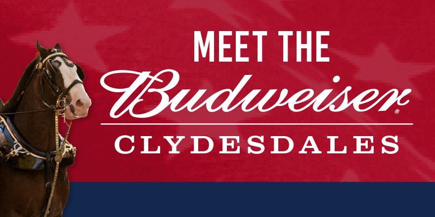 Meet the Budweiser Clydesdales