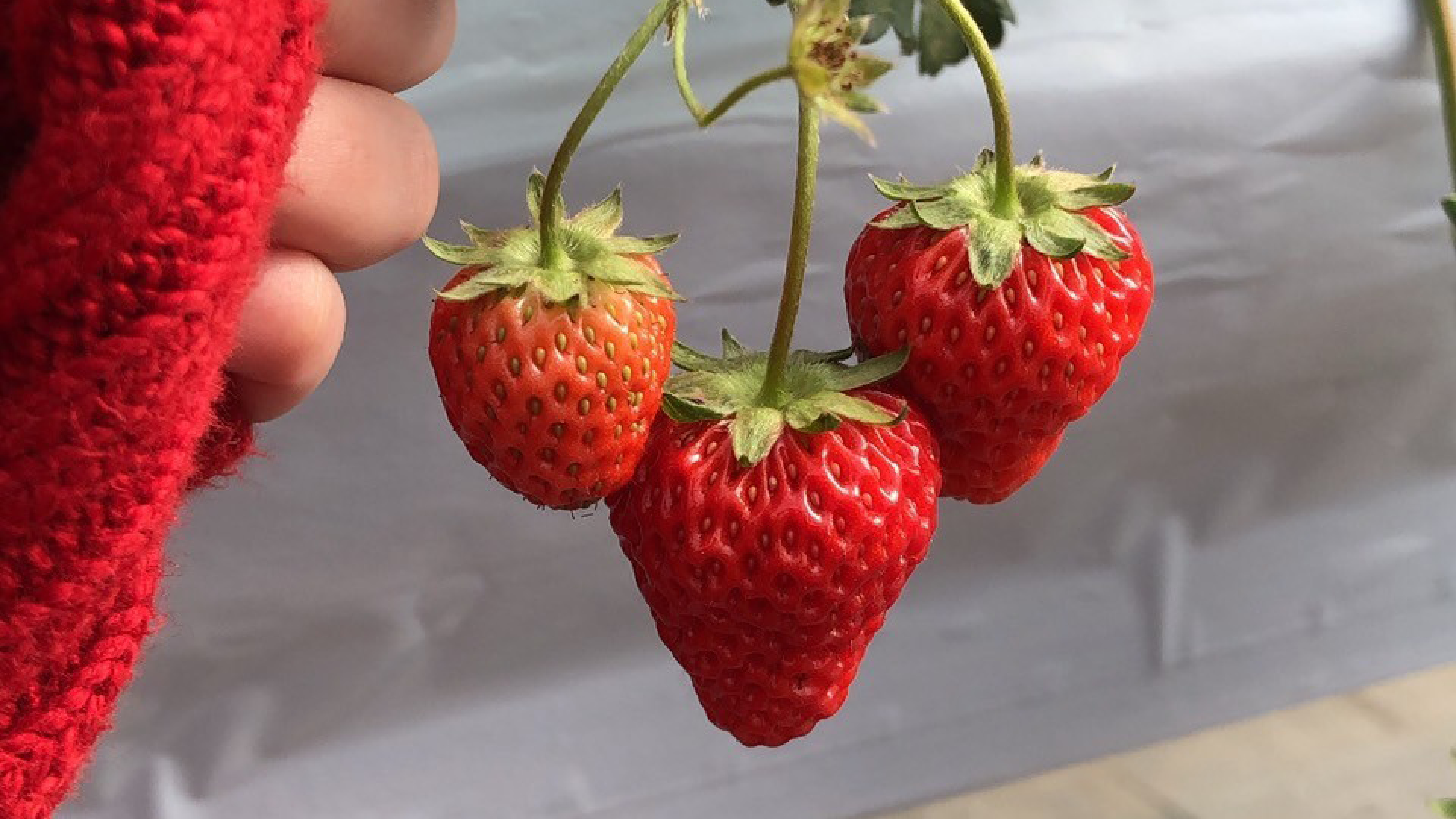 Strawberry Picking Trip Part 2