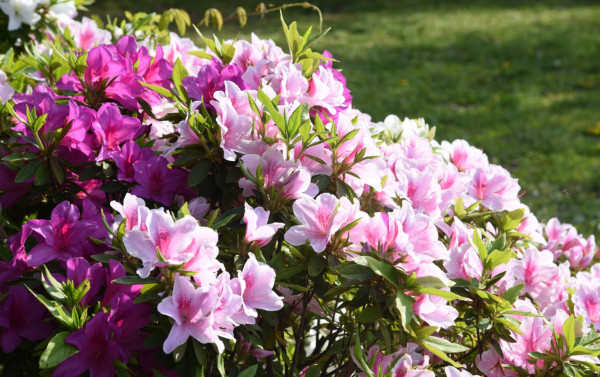 Okinawa Yanbaru Azalea Festival